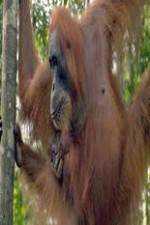 Watch Refugees Of The Lost Rainforest Gomovies