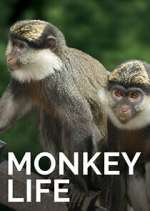 Watch Monkey Life Gomovies