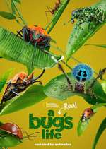 Watch A Real Bug's Life Gomovies