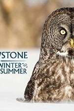 Watch Yellowstone Wildest Winter to Blazing Summer Gomovies