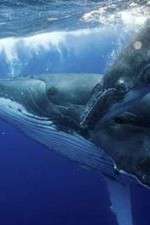 Watch Big Blue Live Gomovies