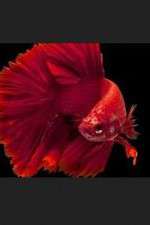 Watch Thailand: Earth's Tropical Paradise Gomovies