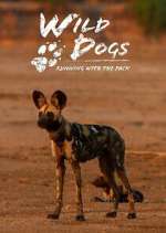 Watch Wild Dogs: Running with the Pack Gomovies
