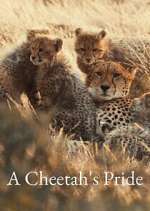 Watch A Cheetah\'s Pride Gomovies