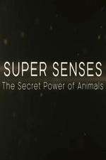 Watch Super Senses The Secret Power of Animals Gomovies