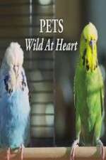 Watch Pets - Wild at Heart Gomovies