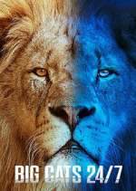 Watch Big Cats 24/7 Gomovies