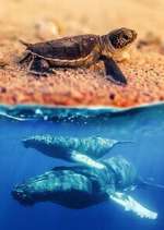 Watch Australia\'s Wild Moments Gomovies