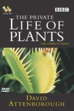 Watch The Private Life of Plants Gomovies