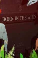 Watch Born In The Wild Gomovies