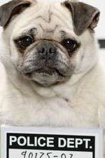 Watch Secret Life of Dogs Gomovies