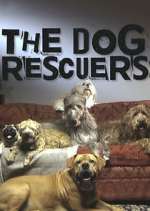 Watch The Dog Rescuers with Alan Davies Gomovies