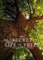 Watch The Secret Life of Trees Gomovies