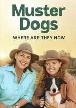 Watch Muster Dogs: Where Are They Now? Gomovies