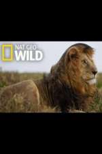 Watch Animal ER Live Gomovies