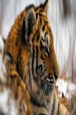 Watch Operation Snow Tiger Gomovies