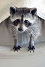 Watch Ingenious Animals Gomovies