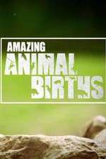 Watch Amazing Animal Births Gomovies