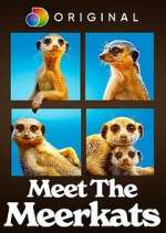 Watch Meet the Meerkats Gomovies