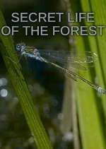 Watch Secret Life of the Forest Gomovies